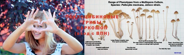 apvp Алексин